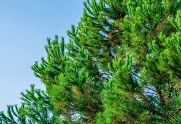 소나무 가지가 각도에서 가까이 아름답다 배경에 초록빛 — 스톡 사진