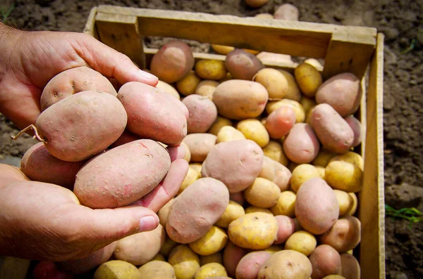 Yerden yeni çıkarılmış taze patatesleri tutan eller.