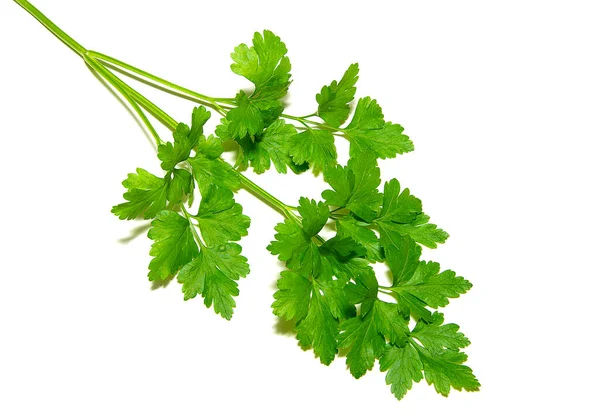 Fresh Herbs Parsley Isolated White — Stock Photo, Image