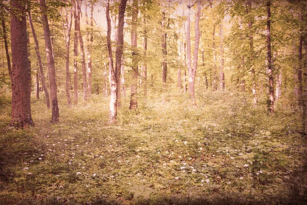 朝の森林景観 — ストック写真