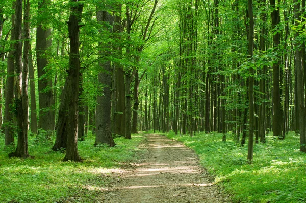 Alberi Verdi Sfondo Nella Foresta — Foto Stock