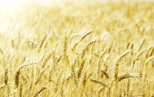 Fields Wheat End Summer Fully Ripe — Stock Photo, Image