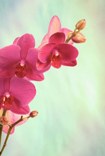 Rama Orquídeas Violetas Aisladas Blanco —  Fotos de Stock