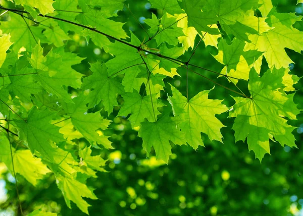Zielonych Liści Las Lato — Zdjęcie stockowe