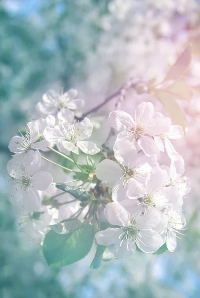 Spring Branch White Flowers — Stock Photo, Image