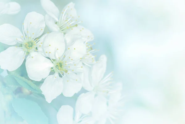 Весенняя Ветвь Белыми Цветами — стоковое фото