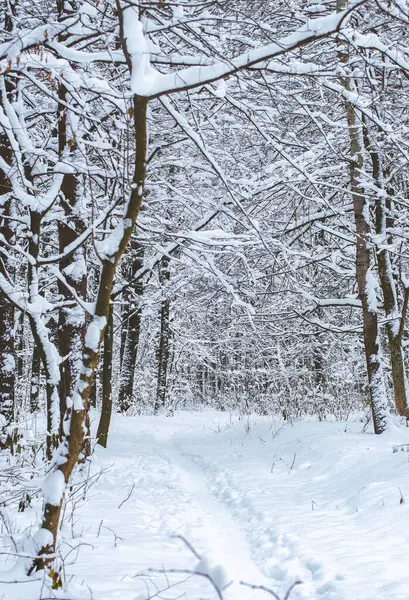 Wintersneeuw Bedekt Bomen Achtergrond — Stockfoto