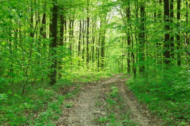 Orman ağaçları. doğa yeşil ahşap güneş ışığı arka planı