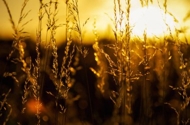 sıcak bir yaz akşamı gün batımında kuru çim