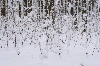 Arka plan ağaç dalları günü kar