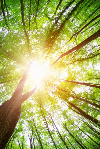 Sabah güzel orman manzarası