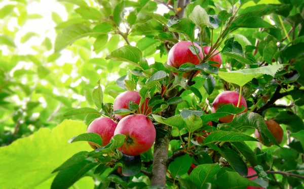 Olgun elmalar ağaçta