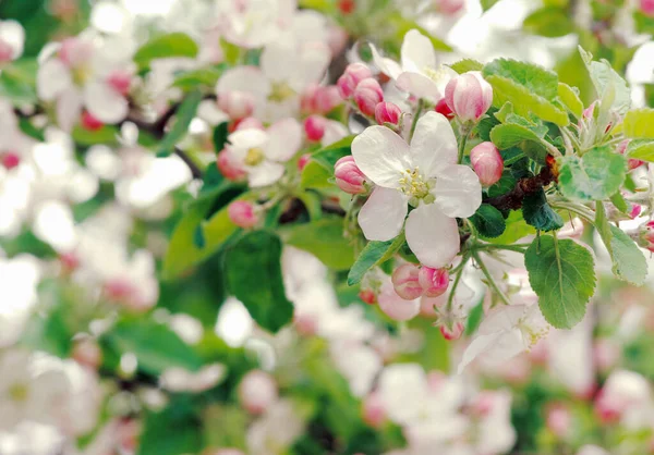 Ramo Primavera Com Flores Brancas — Fotografia de Stock