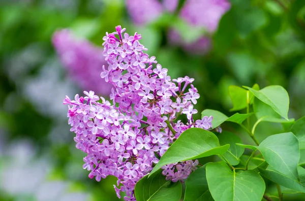 Çiçek açan dallar, seçici odak