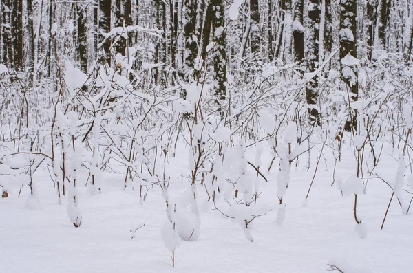 Arka plan ağaç dalları günü kar
