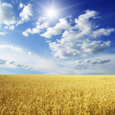 Buğday tarlası ve güneşli mavi gökyüzü