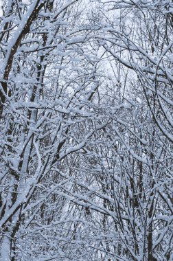 Arka plan ağaç dalları günü kar