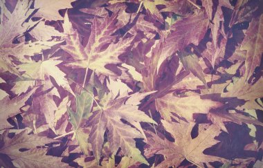 sonbahar arka plan üzerinde orman bırakır.