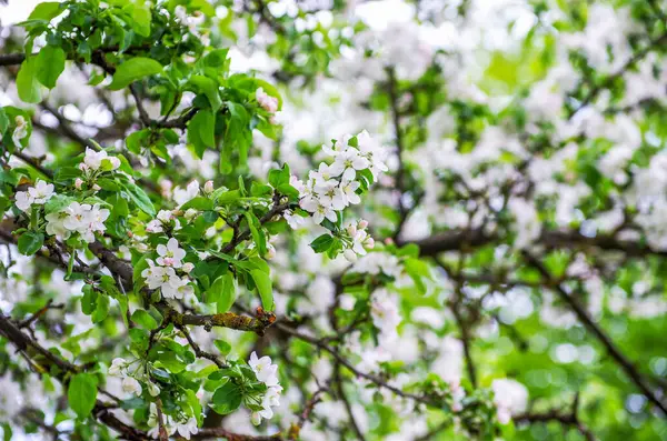 Branch Apple Tree Flowers Background Flowering Trees — Stock Photo, Image