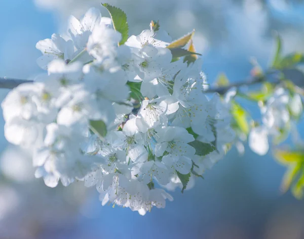 Весенняя Ветвь Белыми Цветами — стоковое фото
