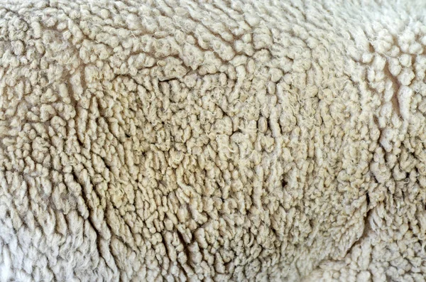 Gros Plan Sur Texture Fourrure Chaude Peau Mouton — Photo