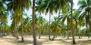 Hindistan cevizi palmiye ağaçları kum plajındaki