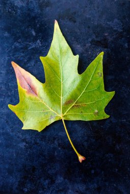 Siyah arkaplanda sonbahar yaprağı