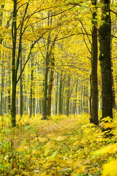 Foresta Autunnale Dorata Con Raggi Sole — Foto Stock