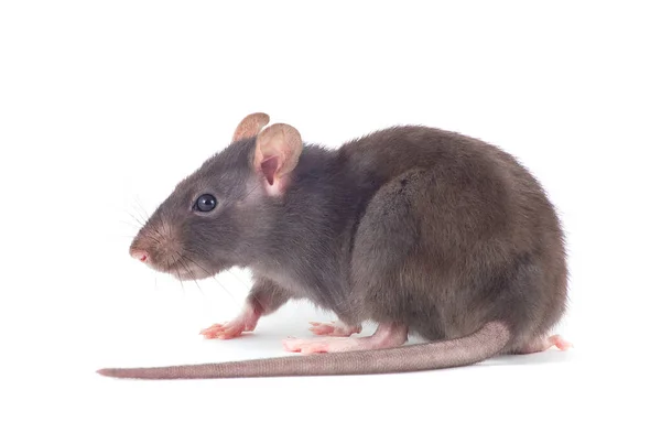 Rat Närbild Isolerad Vit Bakgrund — Stockfoto