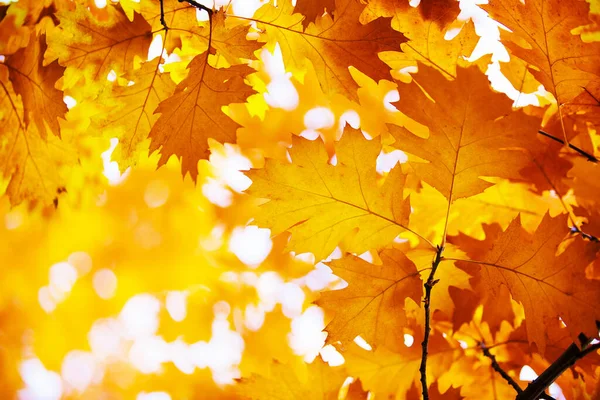 Autumn Leaves Background Forest — Stock Photo, Image