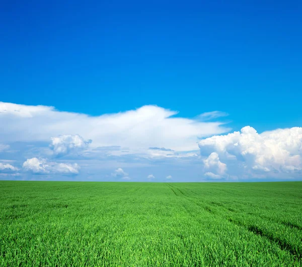 Campo Verde Cielo Azul —  Fotos de Stock