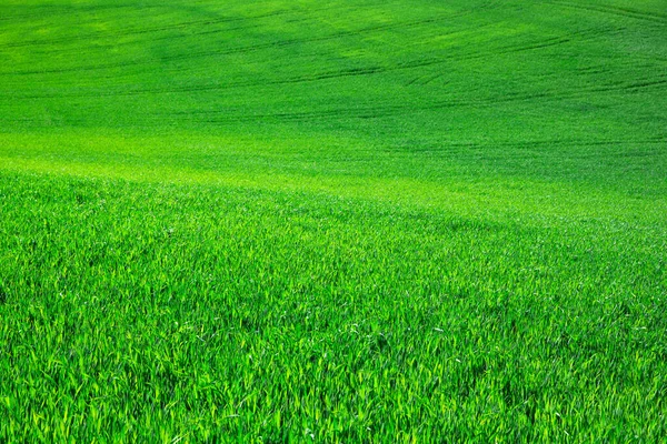 Grünes Gras Auf Grünem Hintergrund — Stockfoto