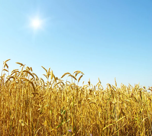 黄金の小麦と青い空のフィールド — ストック写真