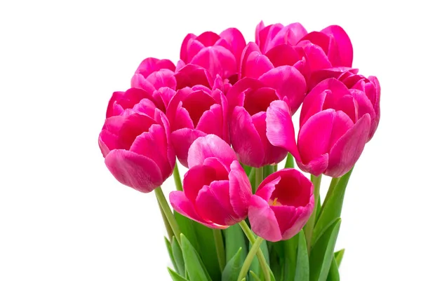 Tulips White Background Close — Stock Photo, Image