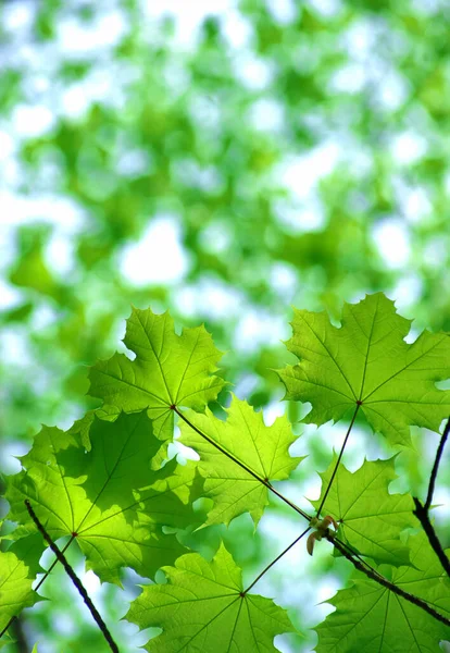 Green Leaves Abstract Background — Stock Photo, Image