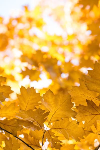 Foglie Sui Rami Nella Foresta Autunnale — Foto Stock