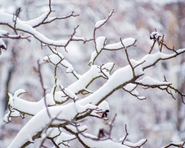 Arka plan ağaç dalları günü kar