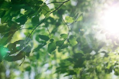 Ağaçtaki yeşil yapraklar