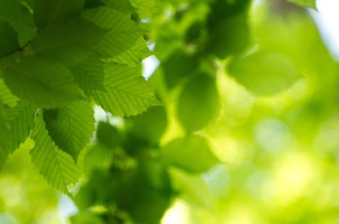 Yeşil yapraklar yeşil arka planlar