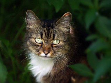 Güzel gri sokak kedisi