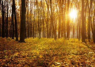 Güneş ışınları ile altın sonbahar orman