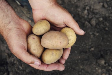 Yerden yeni çıkarılmış taze patatesleri tutan eller.