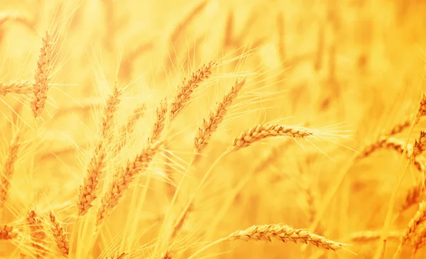 Fields Wheat End Summer Fully Ripe — Stock Photo, Image