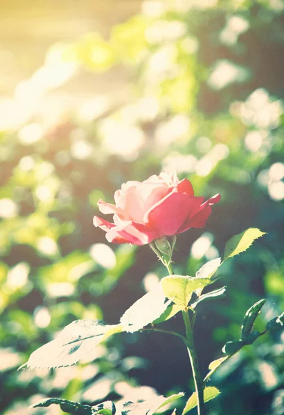 Bellissimi Fiori Realizzati Con Filtri Colore — Foto Stock