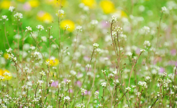 alan soyut çiçek çiçekler