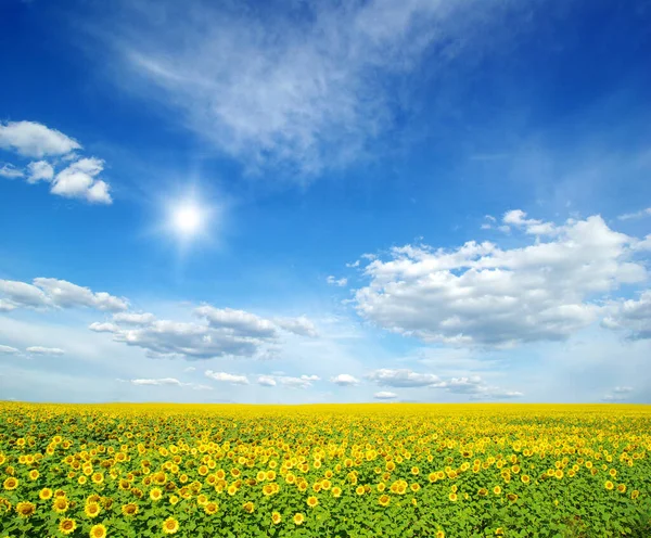 Campo Girasoles Sol Azul —  Fotos de Stock