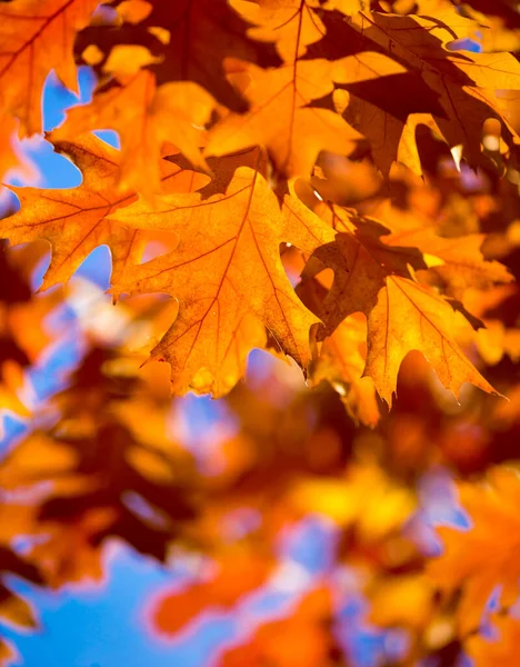 Hojas Arce Otoño Sobre Fondo —  Fotos de Stock