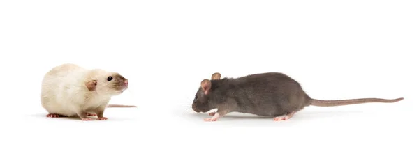 Rat Närbild Isolerad Vit Bakgrund — Stockfoto