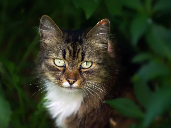 Güzel gri sokak kedisi