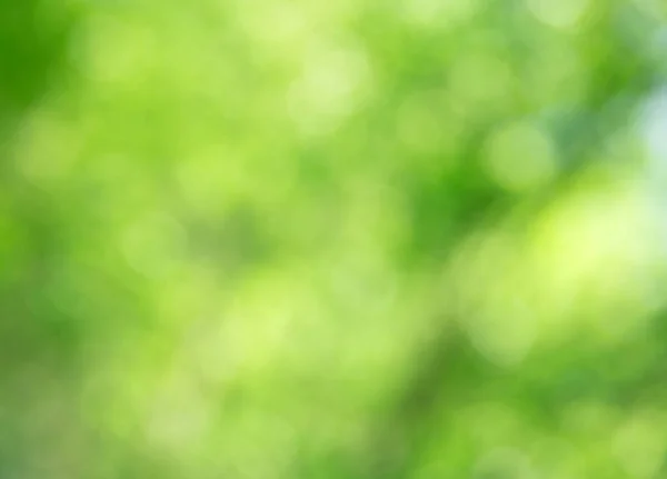 Verde Bokeh Sfondo Dalla Foresta Naturale Fuori Fuoco — Foto Stock